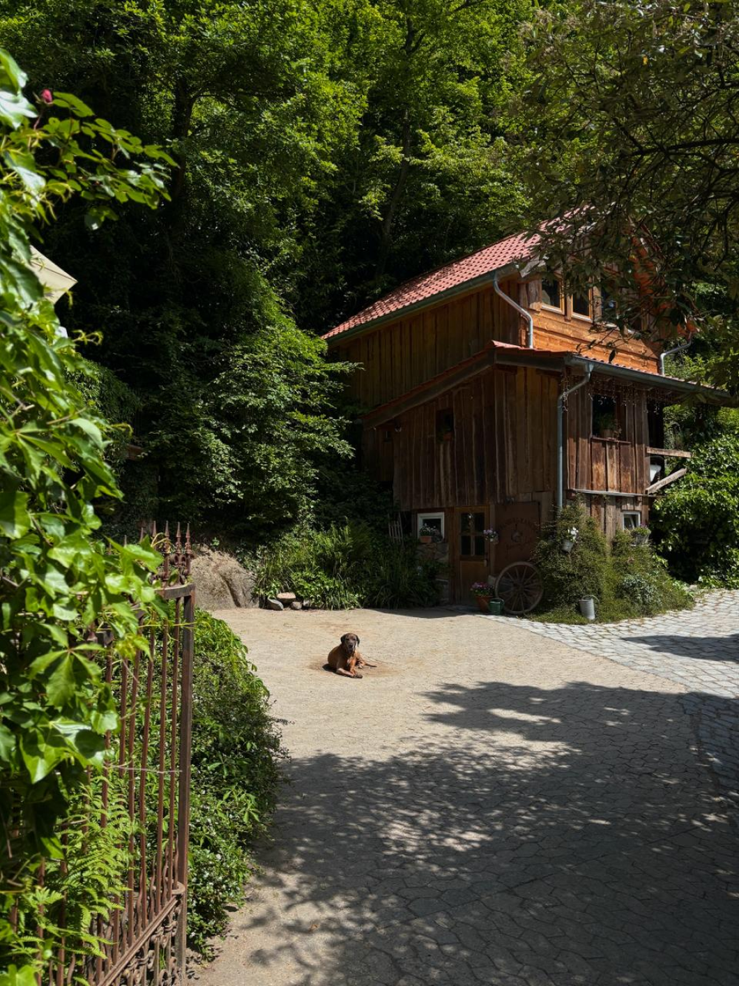 Cottage exterior surrounded by forest