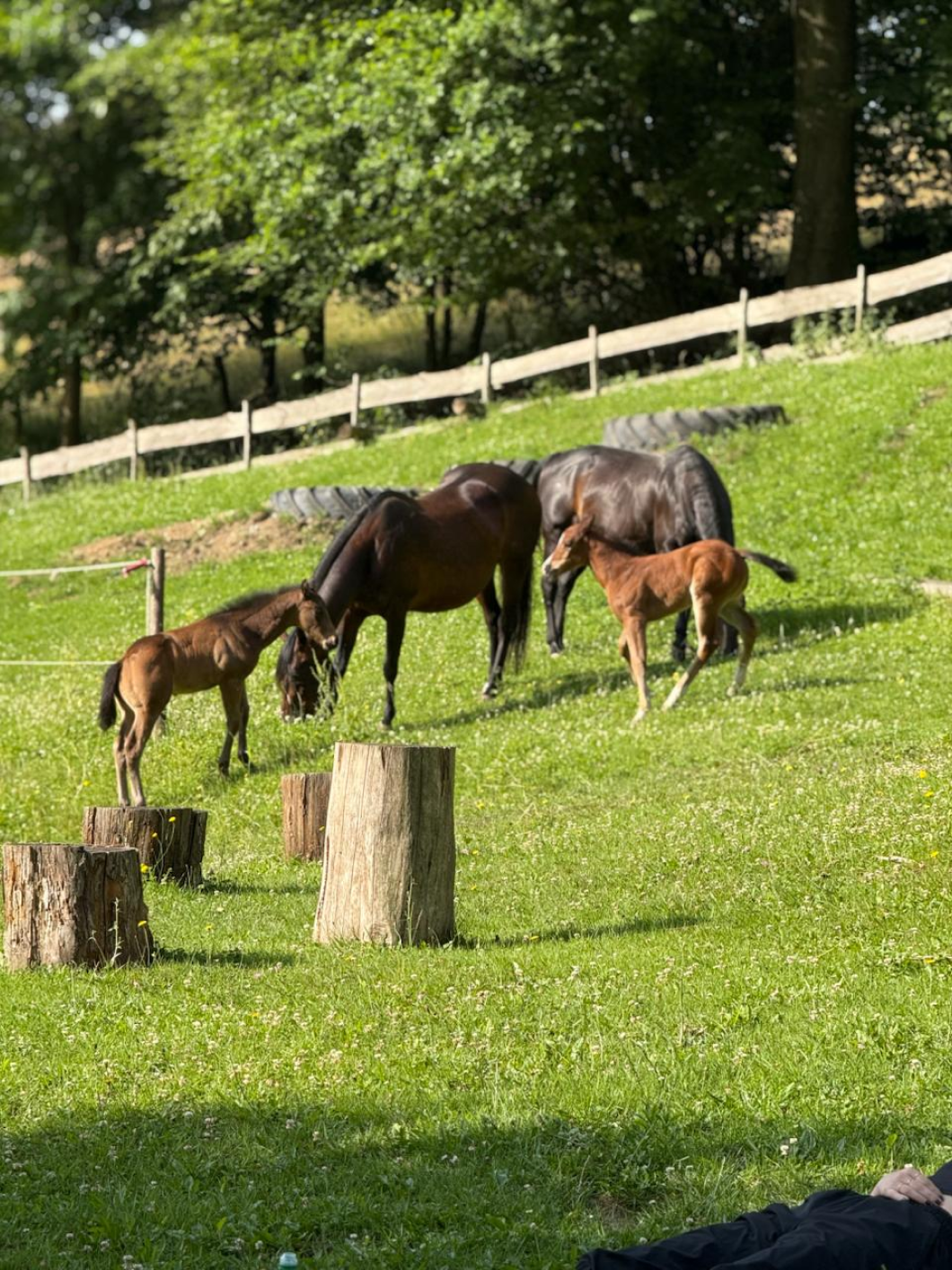 Horses grazing in meadow