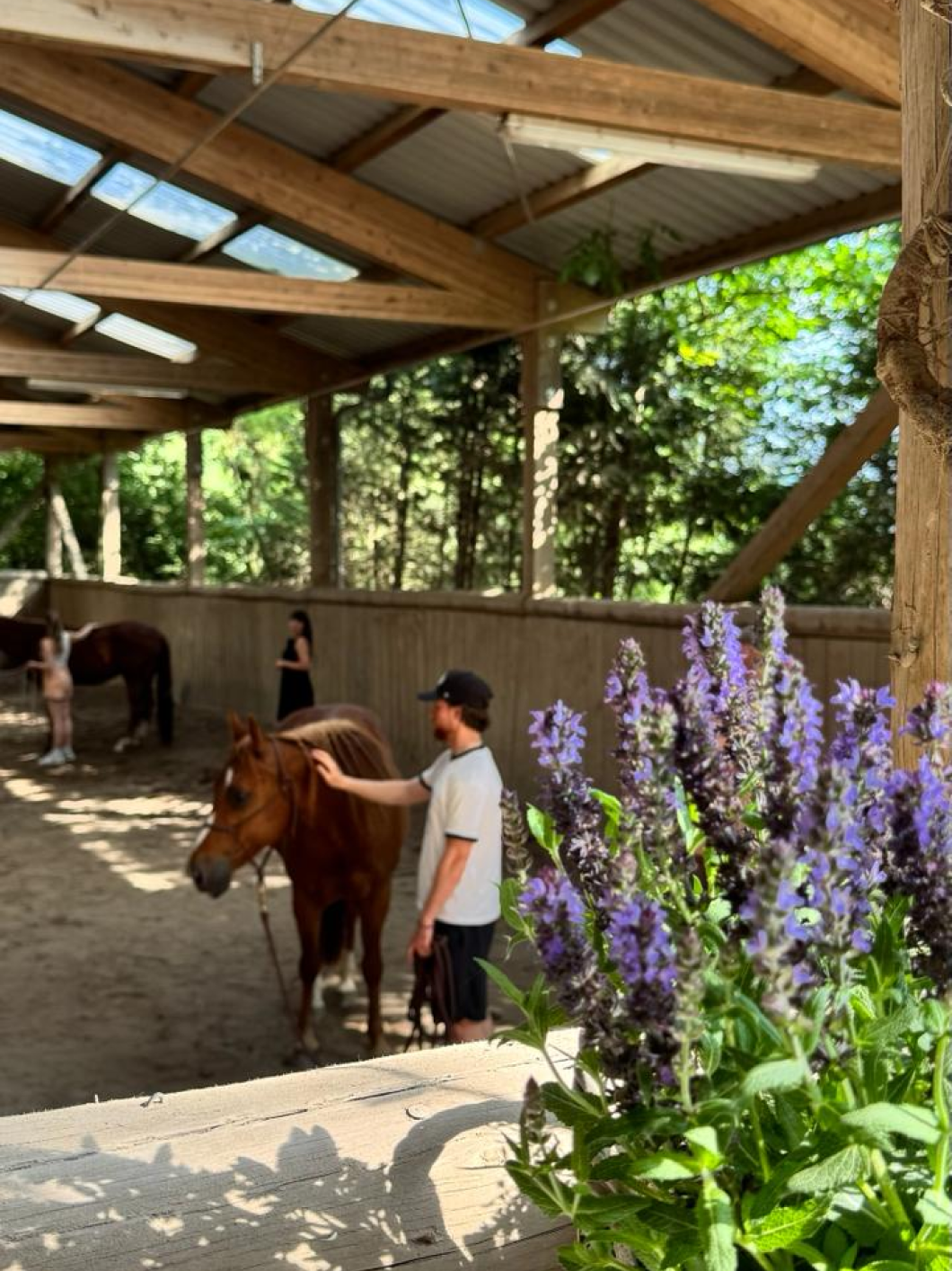 Riding arena with purple flowers