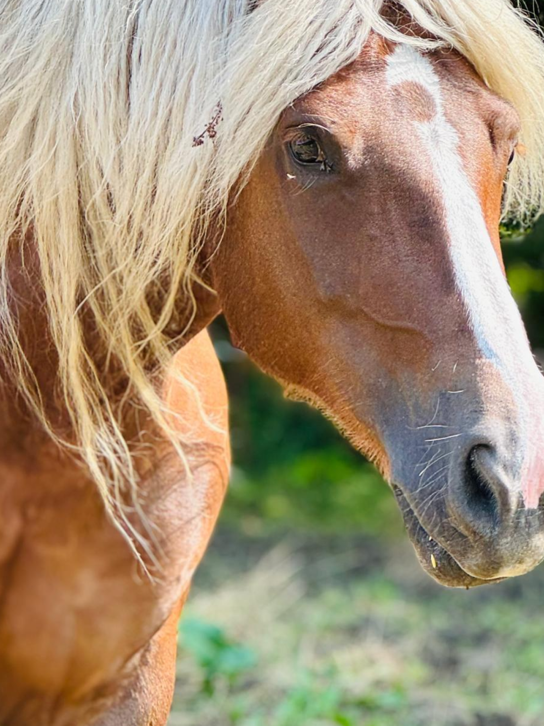 Close-up of a horse with blonde mane