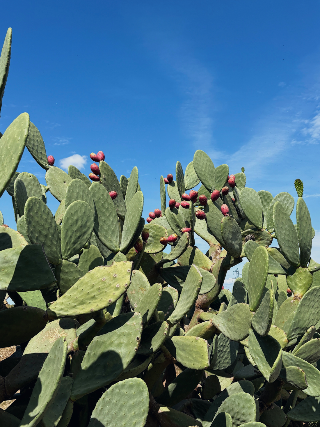 Prickly pear cactus