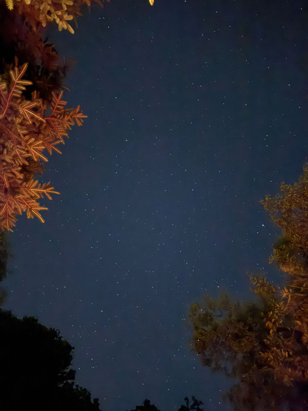 Night sky with stars through trees